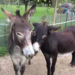 Dei Rii