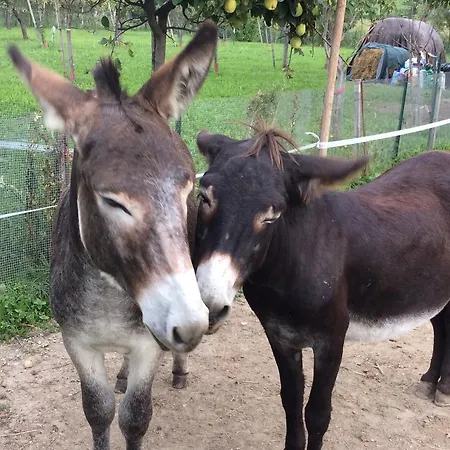 Dei Rii Casa de Campo Manerba del Garda